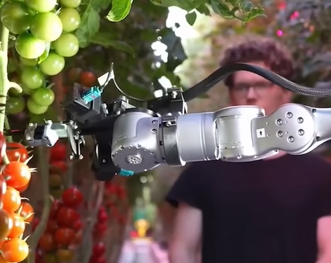 Polybot enseña a un robot a cosechar tomates mirando cómo trabajan los humanos