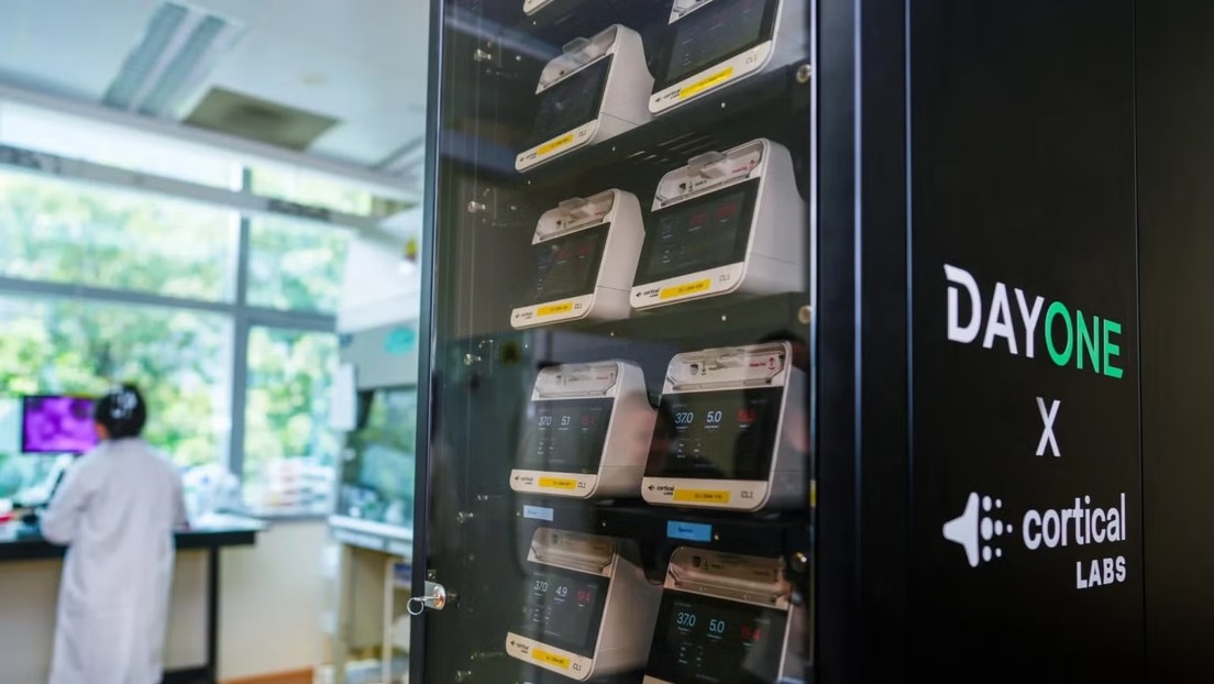 800.000 neuronas humanas en un rack: Singapur enciende el primer centro de datos biológico de Asia